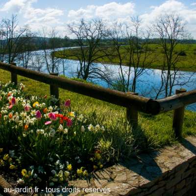 Tulipes de bord de Loire