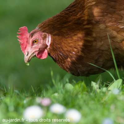 Copenhague poule domestique