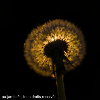 Quand le pappus éclipse le Soleil