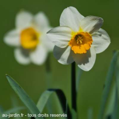 Jonquille et son double pas net