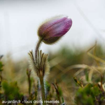 Anémone de printemps prête à fleurir