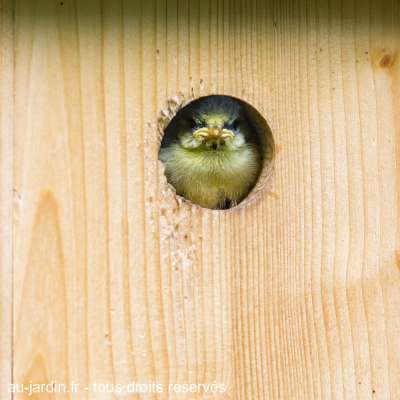 Bébé mésange attend  son repas.