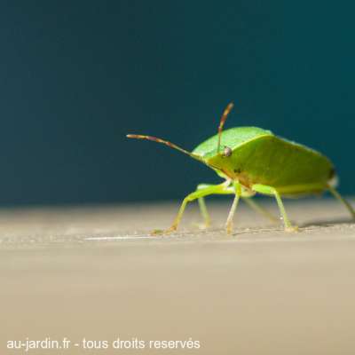 une punaise dans l'oeil