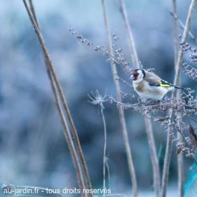 chardonneret élégant dans jardin d'hiver