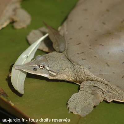 Tortue trionyx mutique