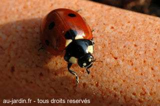 C'est le printemps