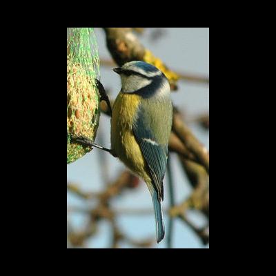 une mésange bleue