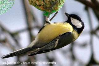 Mésange charbonière