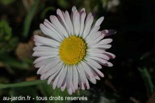 Quelques paquerettes dans mon jardin