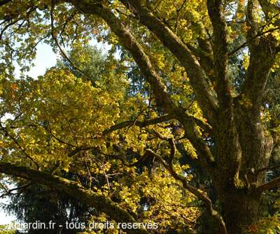 Grand arbre
