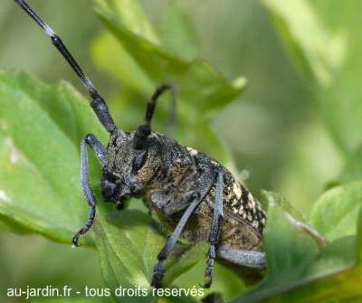 Insecte dans le basilic