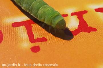 Variations autour d'une chenille