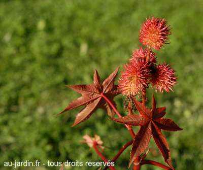 En rouge et vert