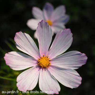 Dernières fleurs de la saison