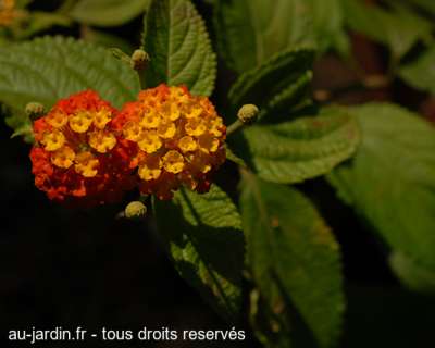fleur de jardin