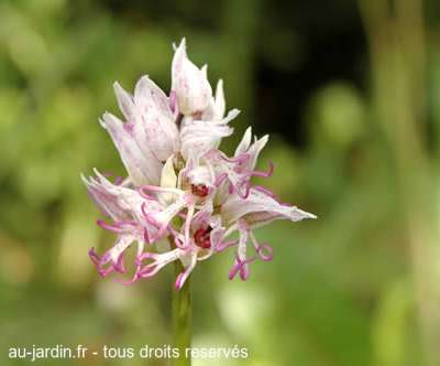 Orchis singe