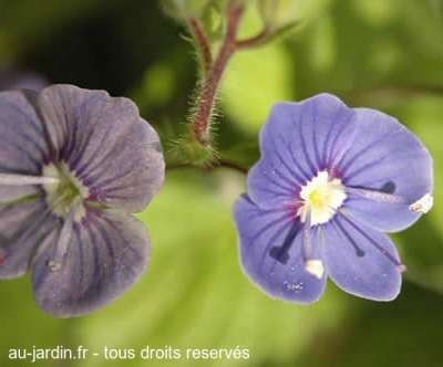 Autre petite fleur de mon jardin sans doute une Myosotis