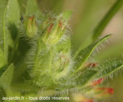 trois stades d'une fleur de mon jardin