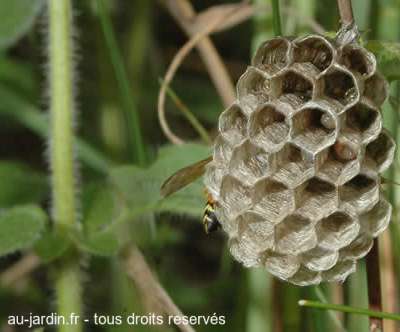Pouponière de guêpes.