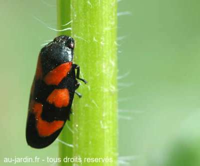 Cercope sanguinolent