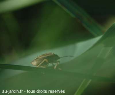 Petit insecte en fuite