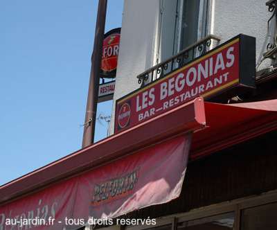 Les fleurs qui poussent à Paris