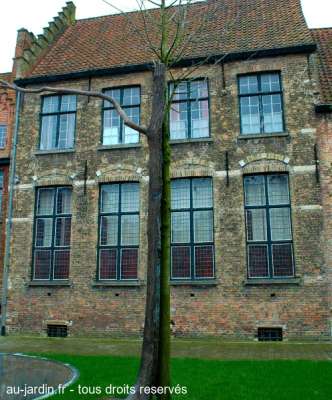 Pot belge à Bruges