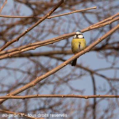 Mésange ardèchoise