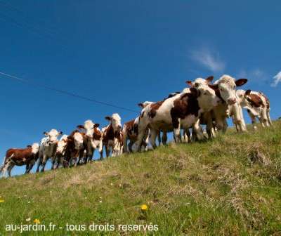 Messe basse bovine
