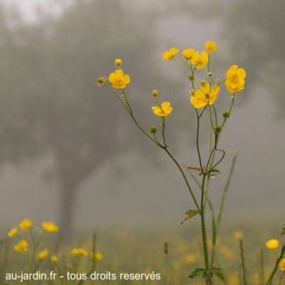 Boutons d'or dans la brume