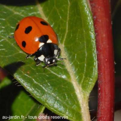 bain de soleil pour les coccinelles