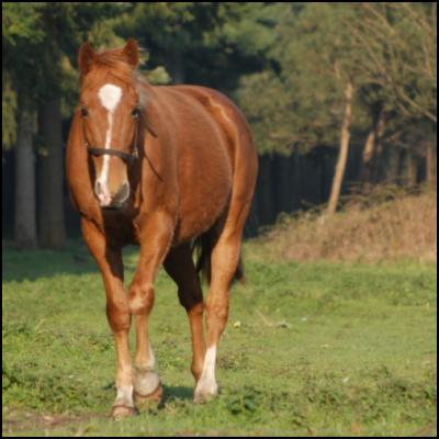 Chevaux du matin...