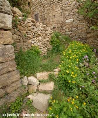 En Ardèche, petit mur de pierre remonté par mes soins