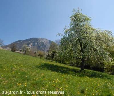 Ca sent bon le printemps derrière la maison