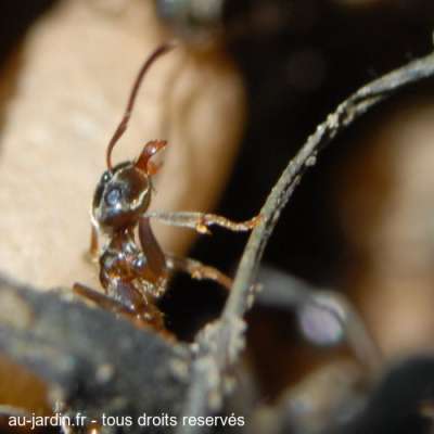 Oeil pour oeil, mandibule pour mandibule