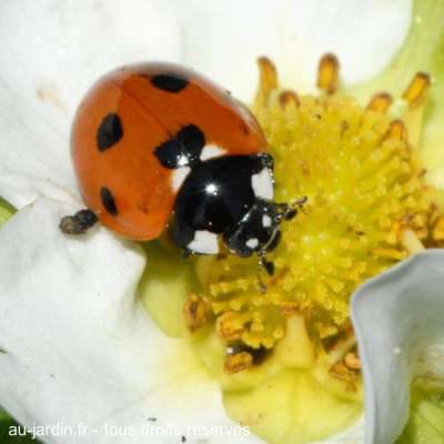 Coccinelle sur bouton de fraise