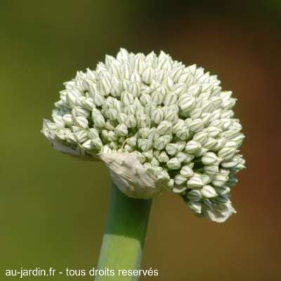 Fleur d'oignon