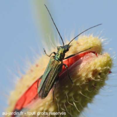 Naissance assistée de coquelicot