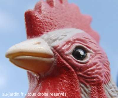 Comme un coq en platre