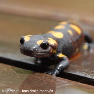 Salamandre à table