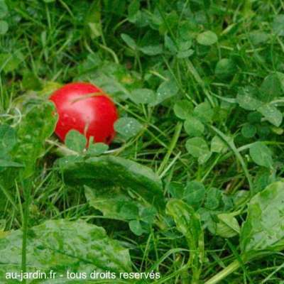 Nez de jardin