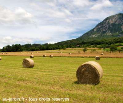 Foin sous le Revard