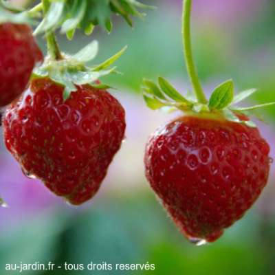 Fraises aprés l'orage