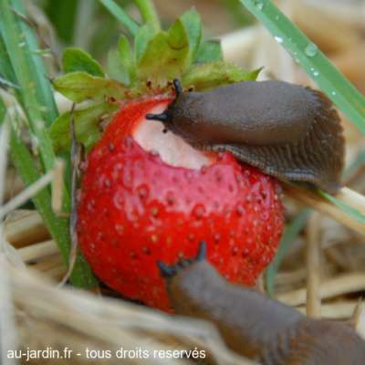 Guerre dans le jardin