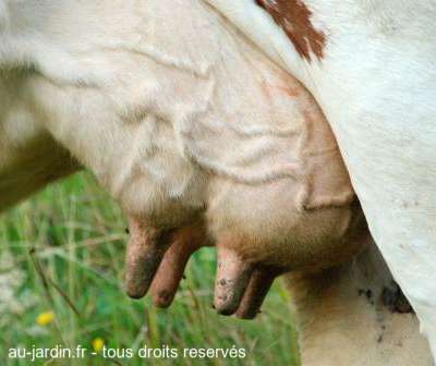 Grosse poitrine de grosse vache