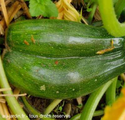 Courgettes siamoises