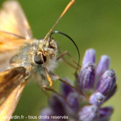 L'oeil du papillon