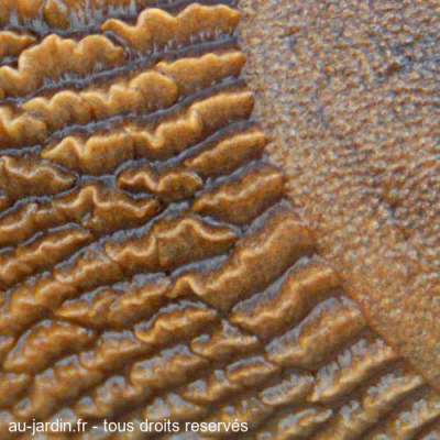 Mer de sable ou peau de limace ?