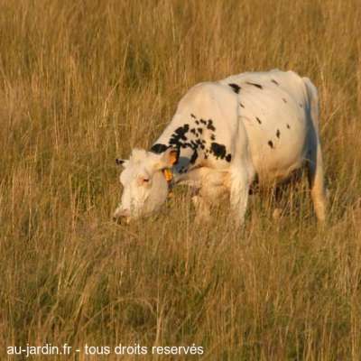 Vache solitaire