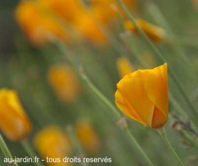 Fleurs oranges pas sauvages